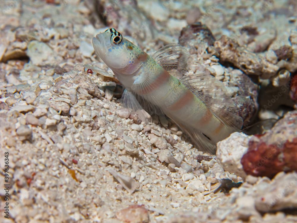 Steinitz Prawn-Goby (Amblyeleotris steinitzi)