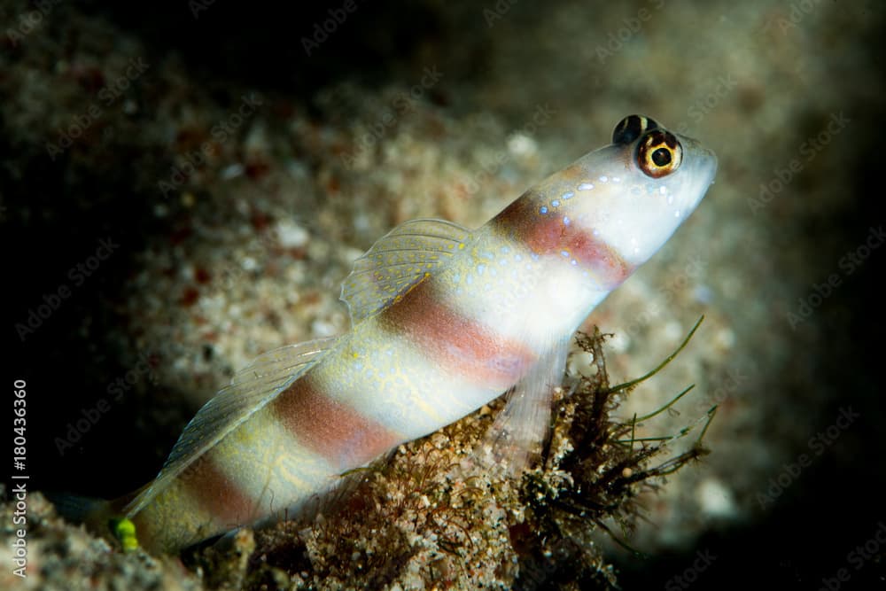 steinitz shrimpgoby goby on a sandy slope