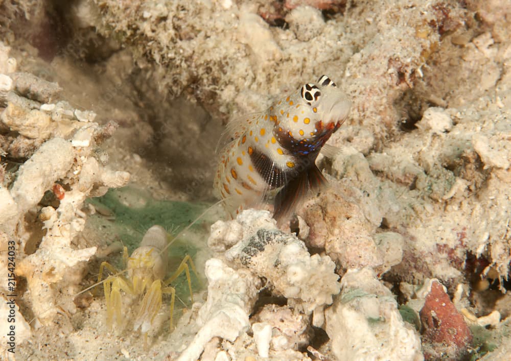 Symbiotic relationship between shrimps - blind worker and Steinitzs Shrimpgoby ( Amblyeleotris Steinitzi )