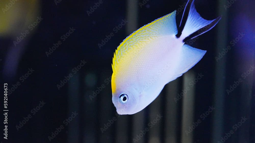 Japanese swallowtail angelfish