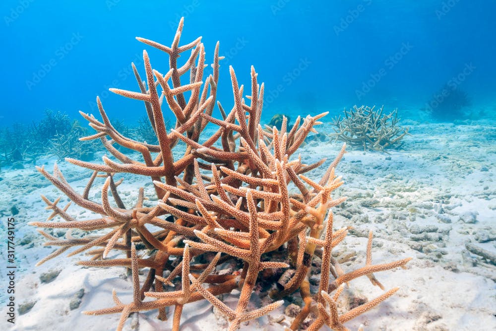 Caribbean coral garden staghorn coral