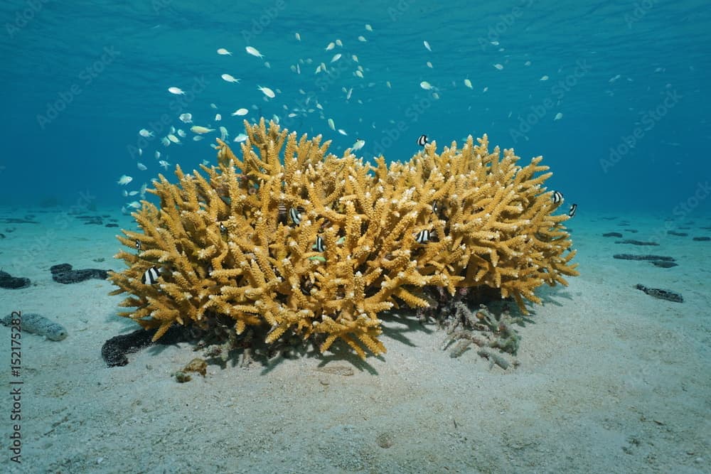 Staghorn coral underwater with fish blue-green chromis and whitetail dascyllus damselfish on a sandy seabed in the lagoon of Bora Bora, Pacific ocean, French Polynesia