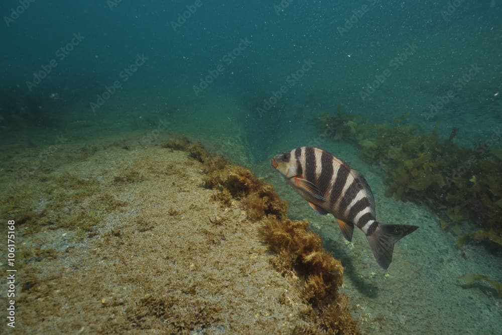 Red moki Cheilodactylus spectabilis above flat bottom partly covered with short brown algae.