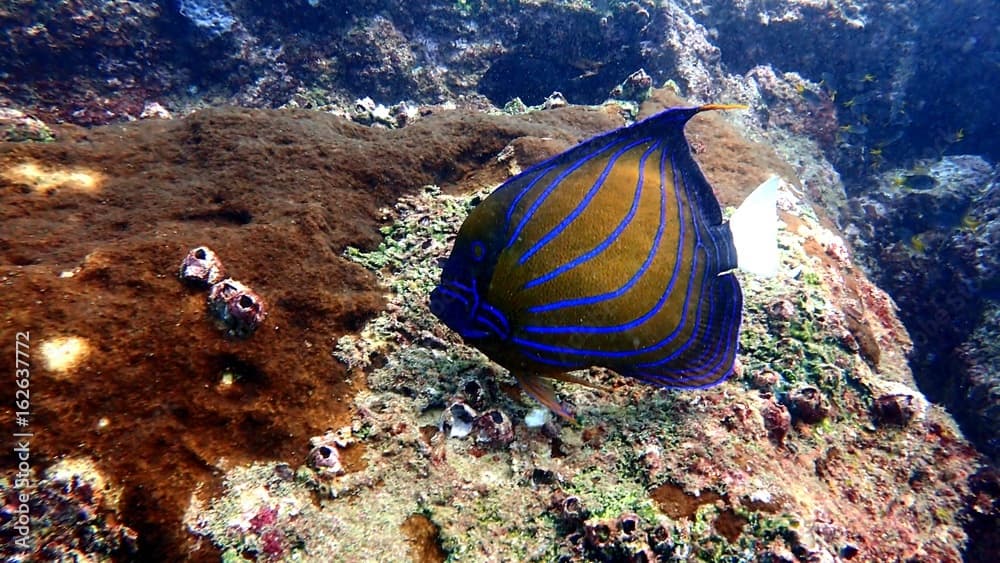 blue and yellow sea fish in Indian occean
