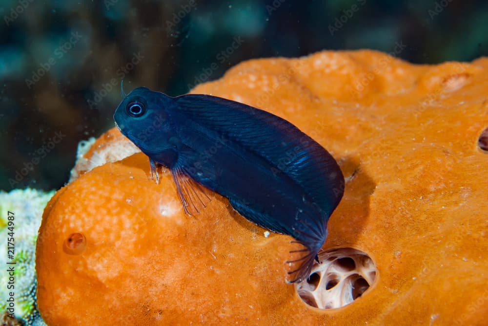 dusky blenny · Atrosalarias fuscus · Reeflings Library