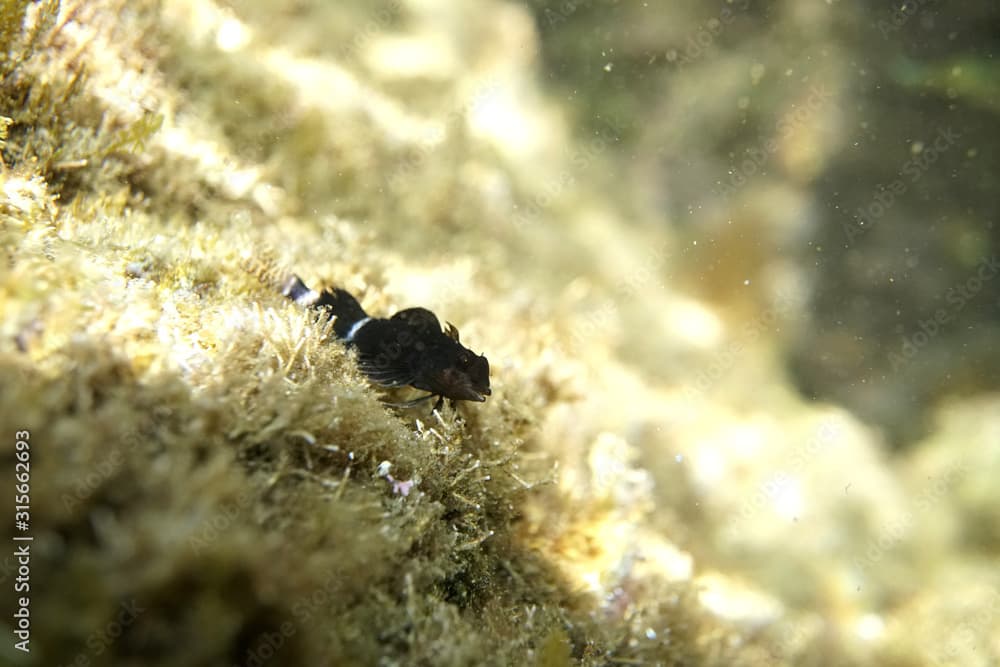 Black blenny fish on seaweed. He is male and has a nuptial coloration of black.