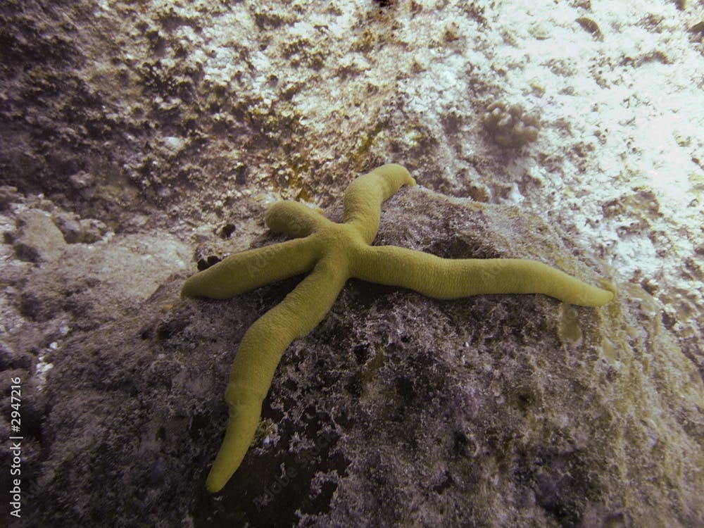 yellow star linckia guildingi