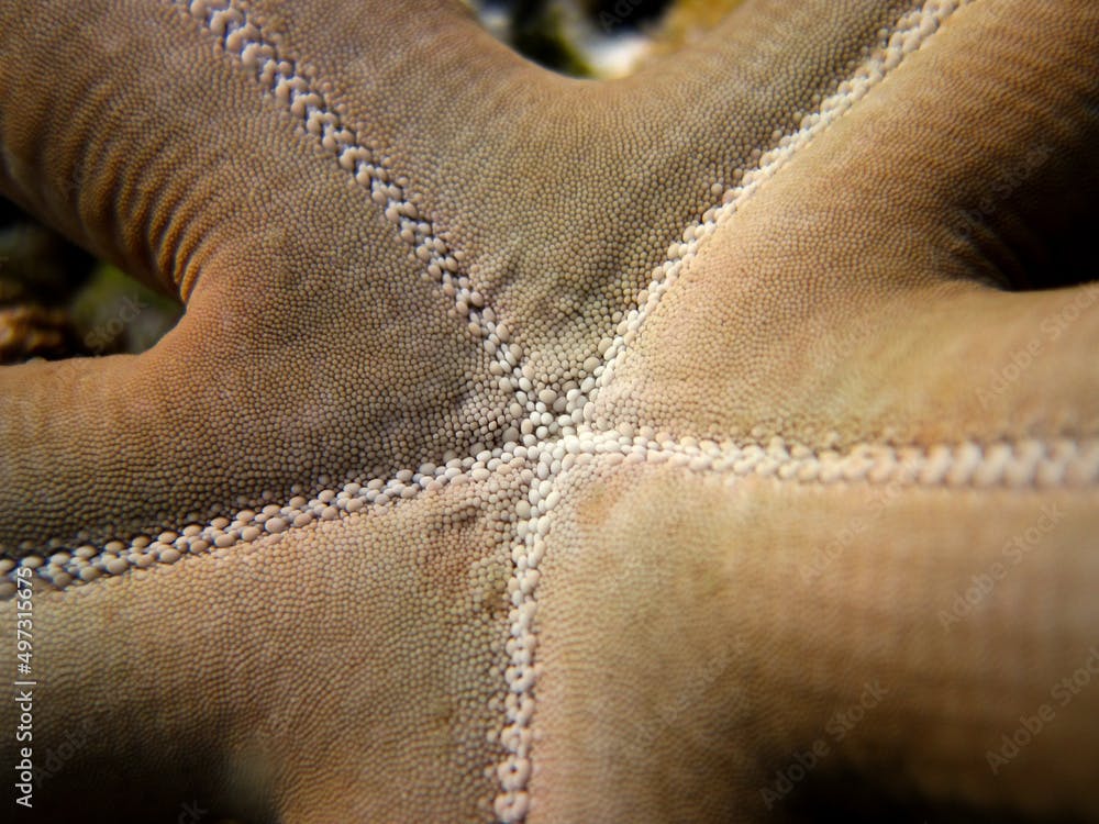 Linckia Guildingi - Common Comet Star - Guilding's sea star - Green Linckia - Starfish