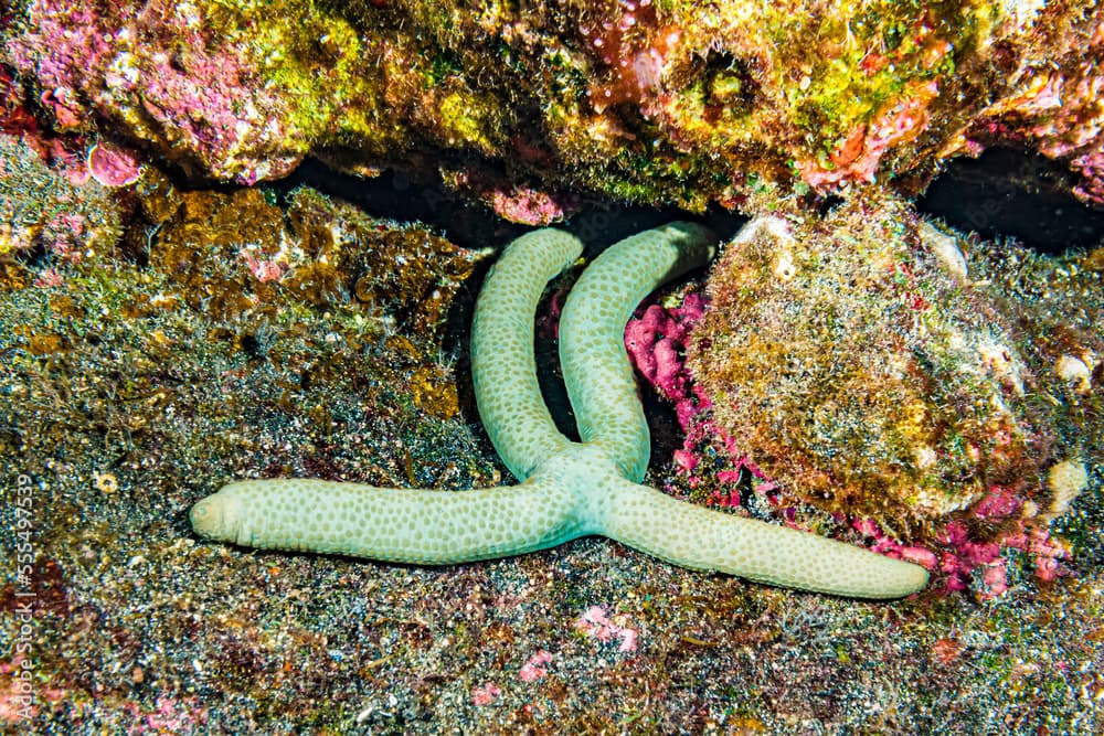 Green Linckia starfish, Hawaii, USA