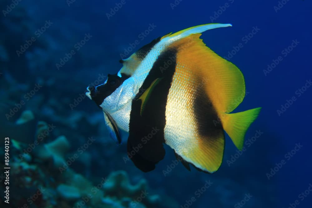 Masked bannerfish (Heniochus monoceros) 