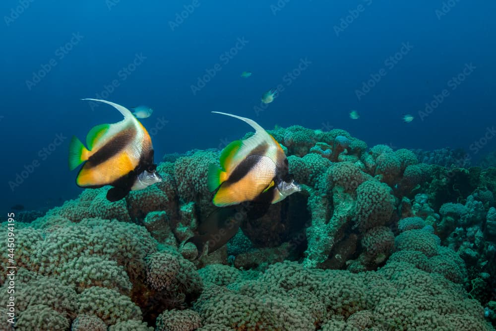 Masked Bannerfish (Heniochus monoceros). Red Sea underwater life of the reef near Makadi Bay, Egypt