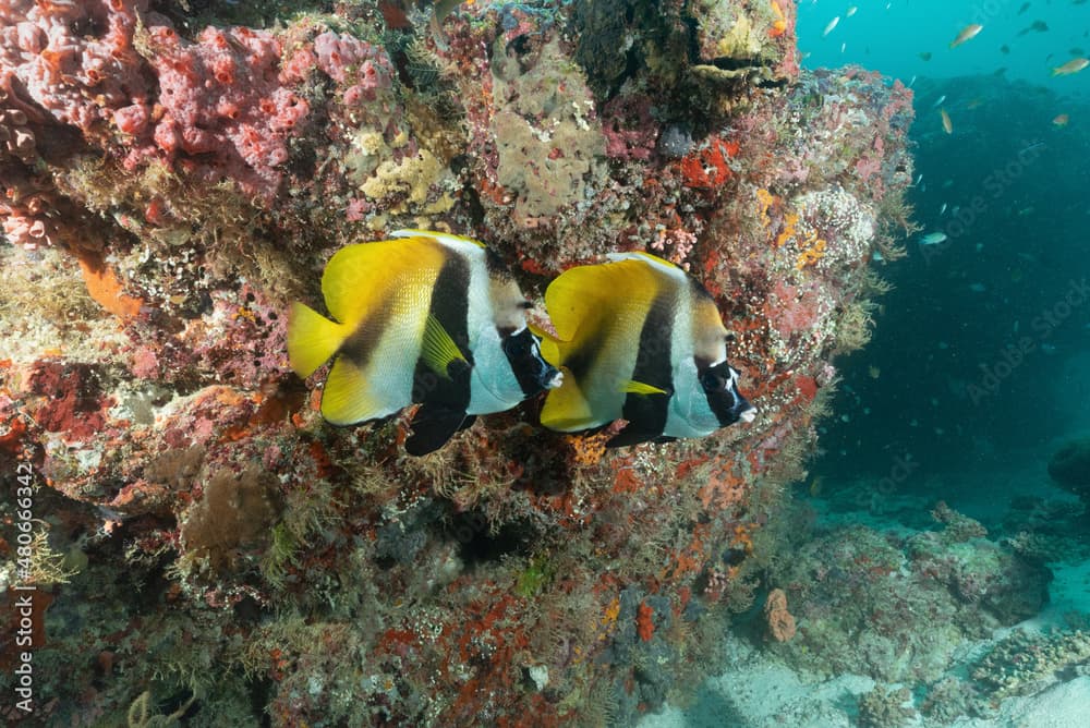 coppia di Pesce bandiera mascherato, Heniochus monoceros , sulla barriera corallina