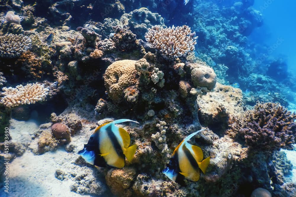 Masked bannerfish (Heniochus monoceros) Coral fish, Tropical waters