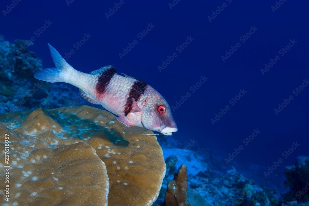 Indian Doublebar Goatfish (Parupeneus trifasciatus) swim over coral reef , Fuvahmulah atoll, Indian Ocean, Maldives, Asia