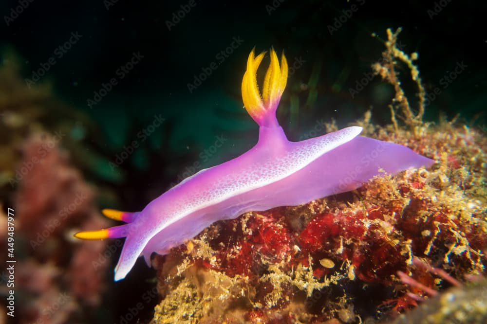 Bullock's Hypselodoris (hypselodoris bullockii), a sea slug, a dorid nudibranch on a coral reef near Anilao, Mabini,  Philippines.  Underwater photography and travel.