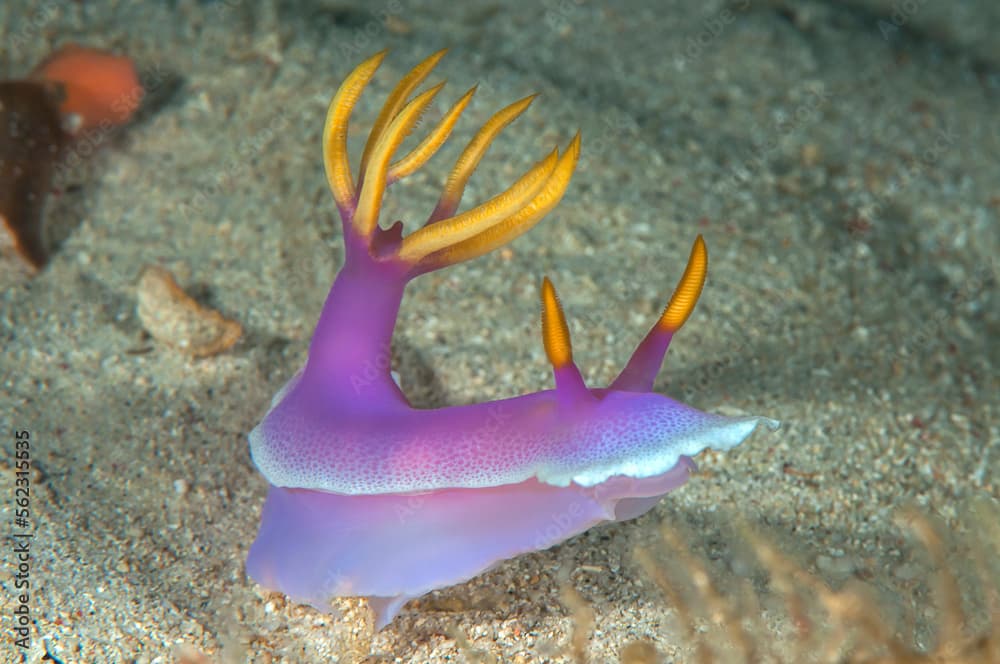 Colorful  purple nudibranch 
 crawls on  hard-coral