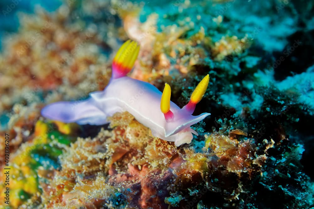 Hypselodoris bullockii