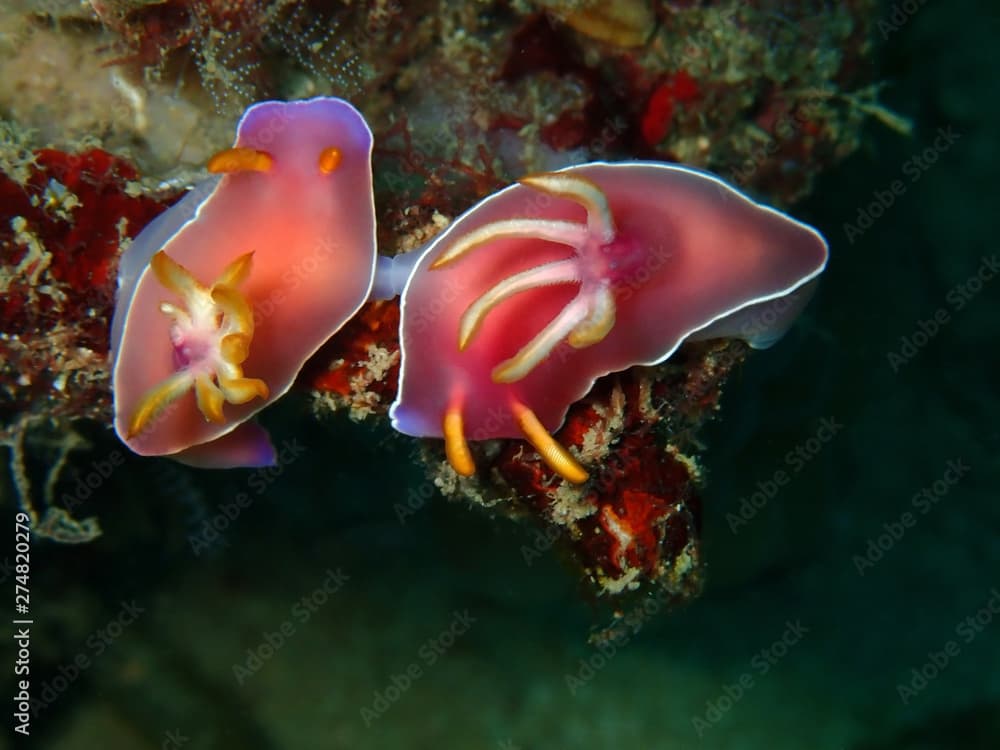 Closeup and macro shot of the mating nudibranch Hypselodoris bullockii during a leisure dive  in Tunku Abdul Rahman Park, Kota Kinabalu. Sabah, Malaysia. Borneo.