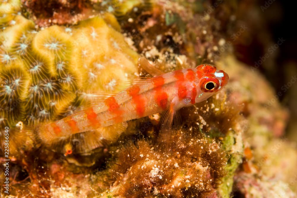 candycane pygmygoby fish