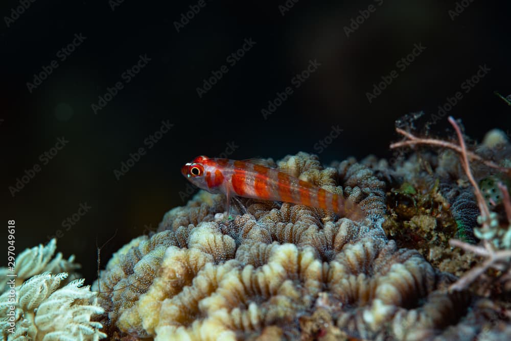 Candycane Dwarfgoby Trimma cana