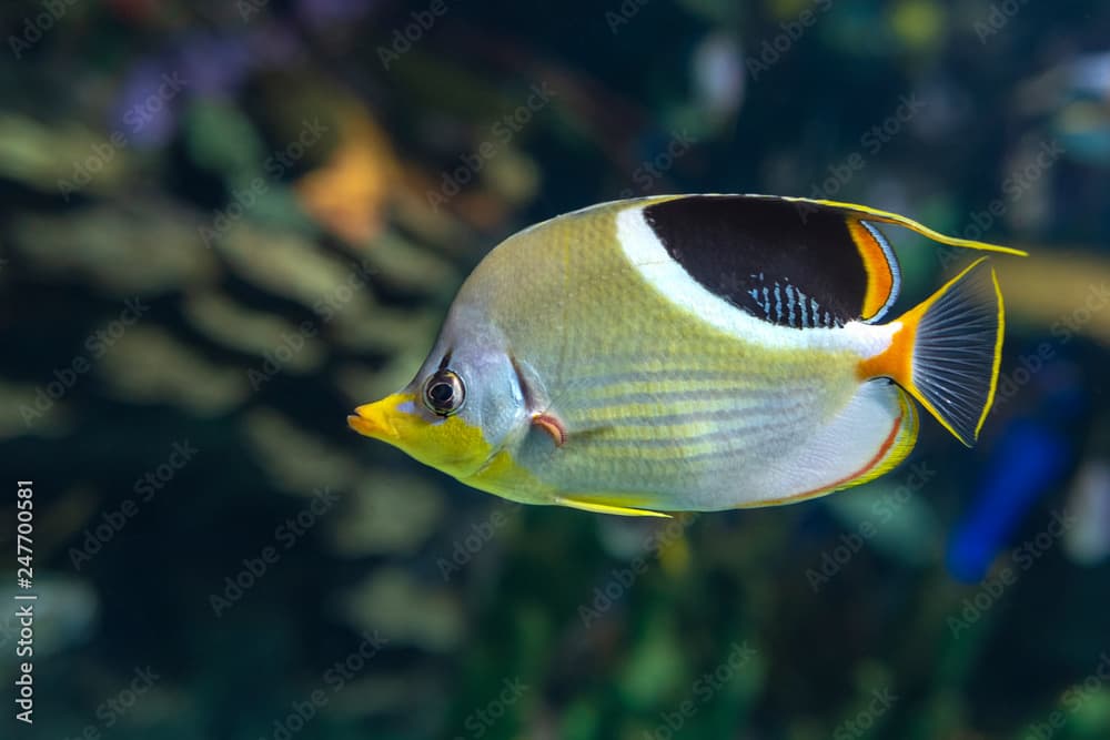 A Saddled Butterflyfish, Chaetodon ephippium - coral fish, detail,close up