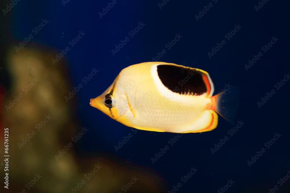 Saddleback Butterflyfish (Chaetodon ephippium) 