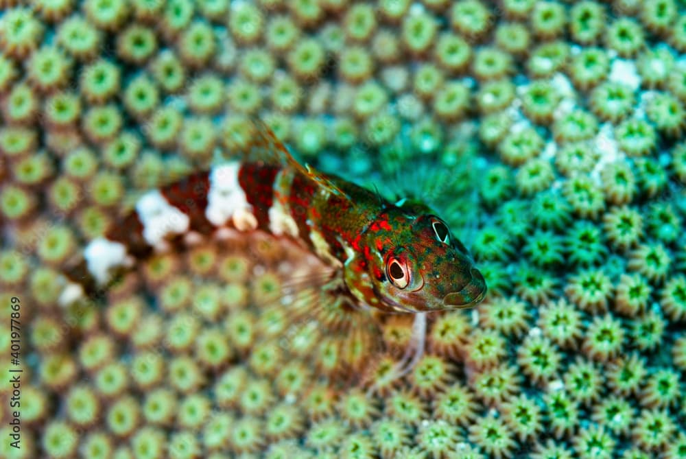 Tiny Saddled Blenny resting on coral