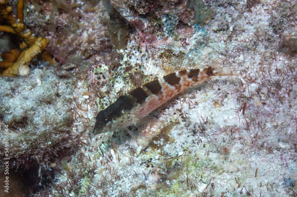 Saddled Blenny