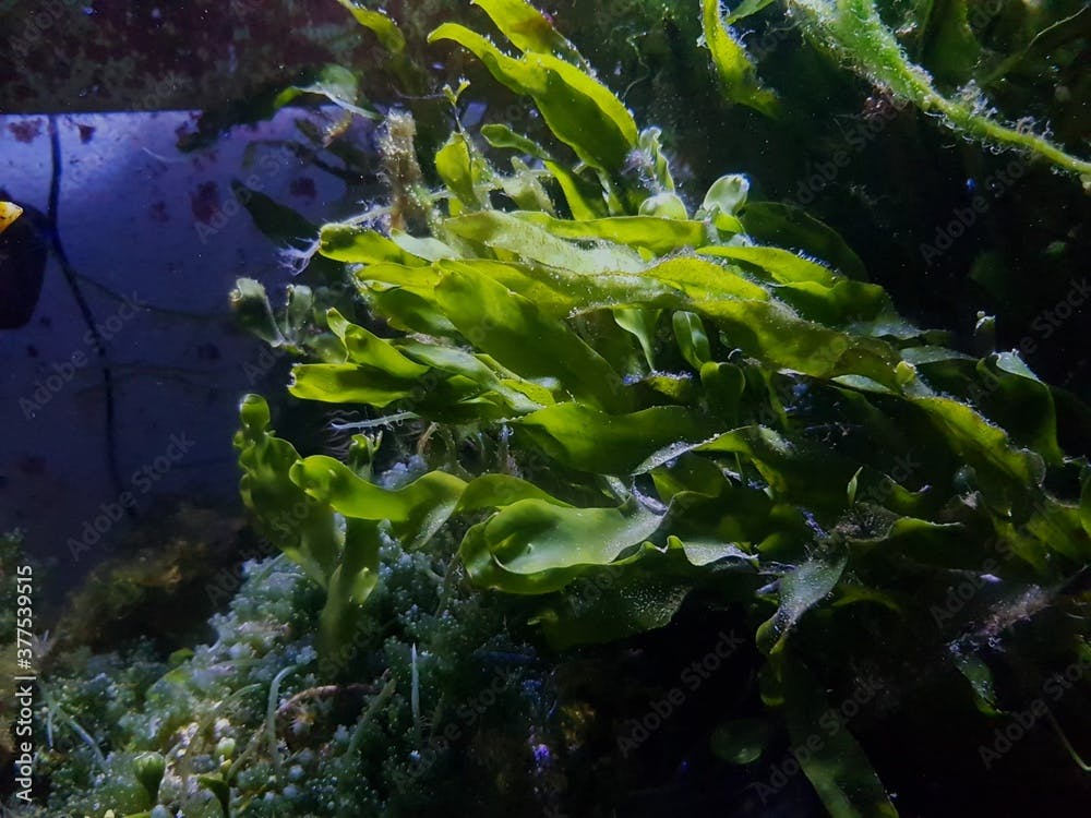 Caulerpa prolifera in refugium system for saltwater coral reef aquarium tank