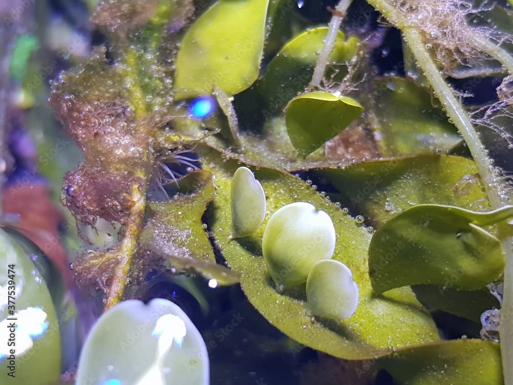 Caulerpa prolifera in refugium system for saltwater coral reef aquarium tank