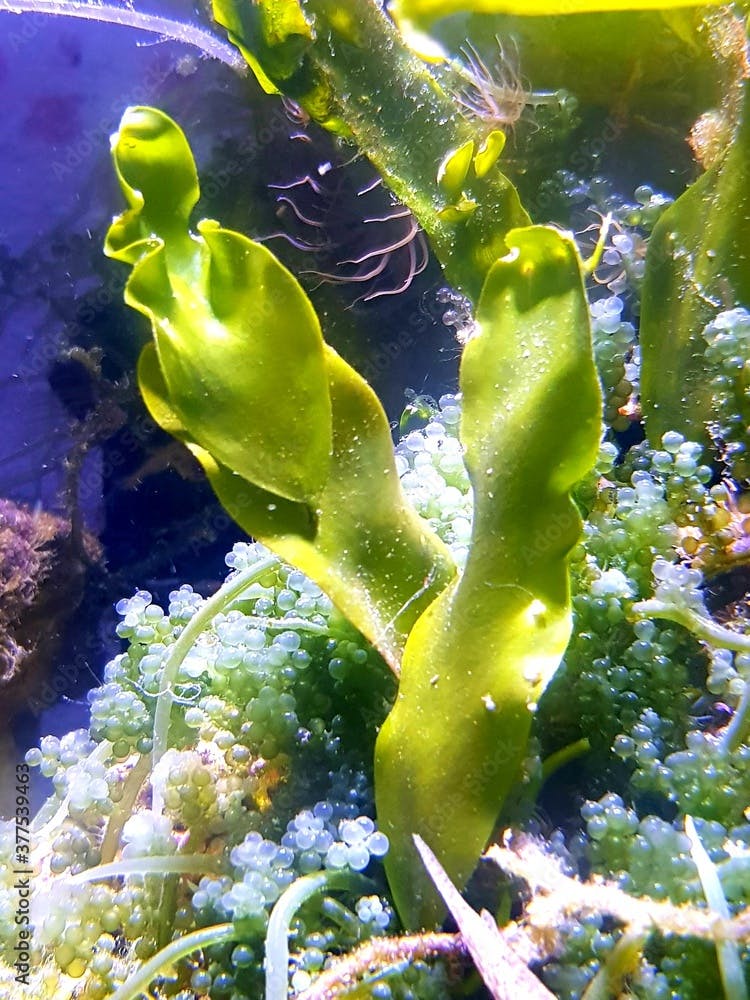 Caulerpa prolifera in refugium system for saltwater coral reef aquarium tank