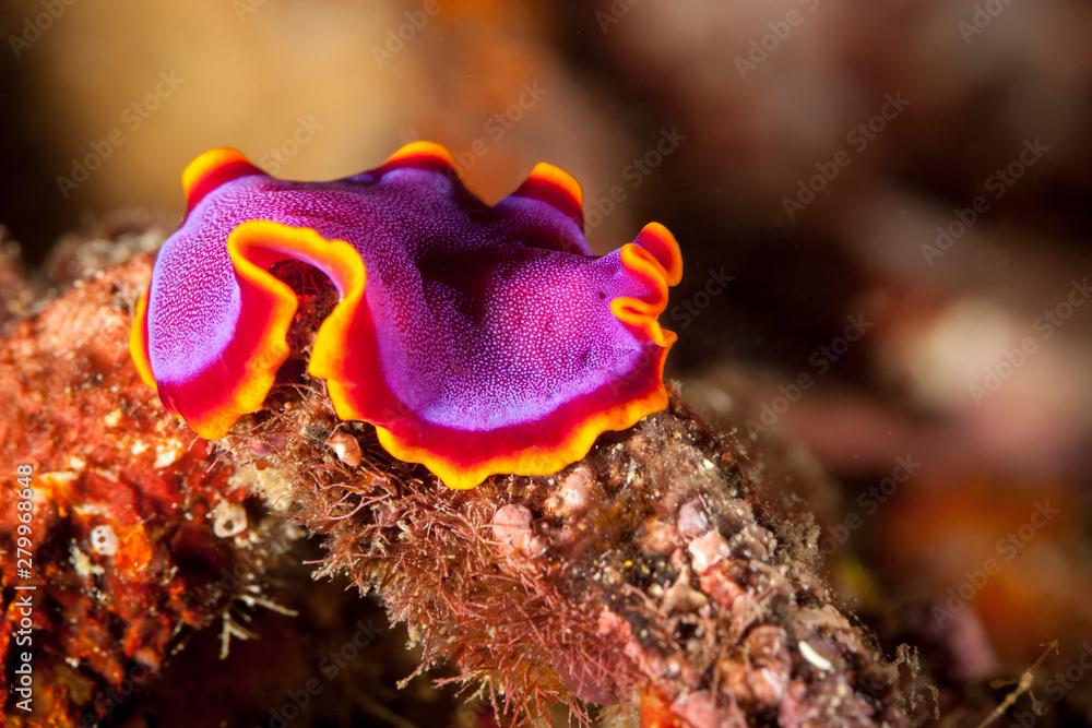 Pseudoceros ferrugineus, the Fuchsia flatworm, is a marine flatworm species that belongs to the Pseudocerotidae family