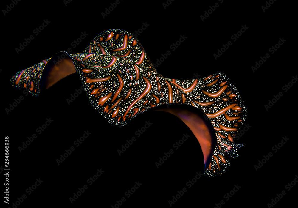 Persian carpet flatworm ( Pseudobiceros bedfordi ) swimming at night over coral reef of  Bali, Indonesia