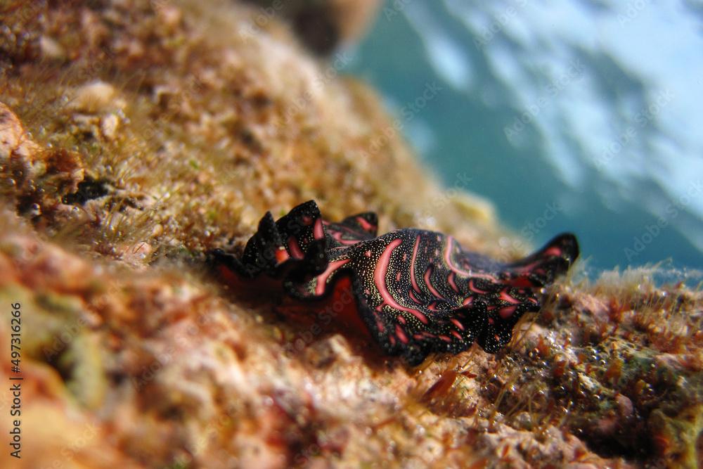 Pseudobiceros Bedfordi - Bedford's flatworm - Persian carpet flatworm - Pseudocerotidae