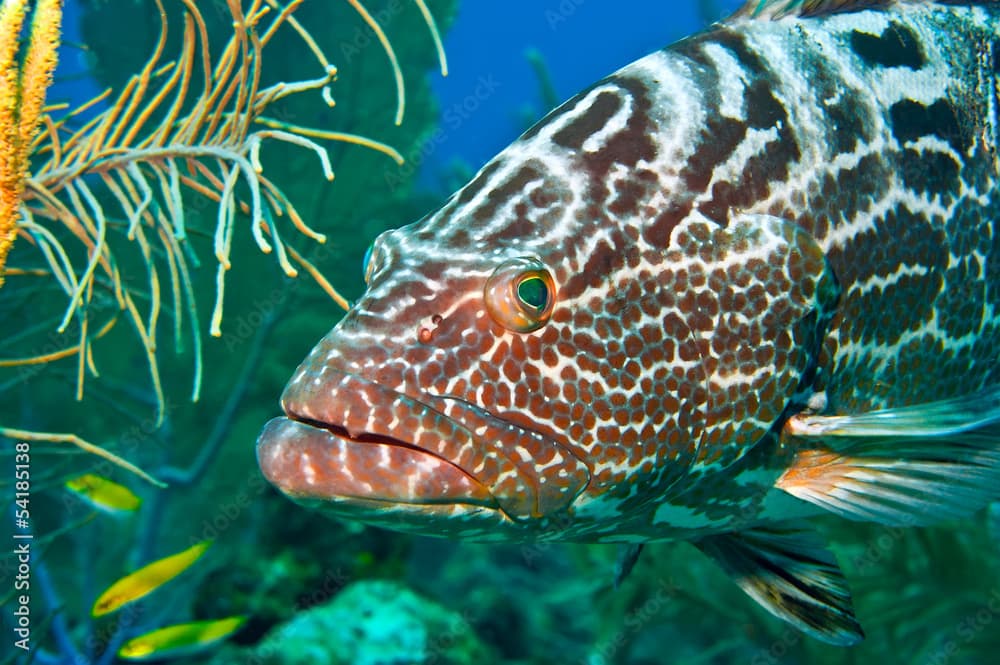 tiger grouper