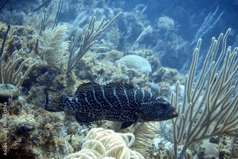 coral reef with fish: tiger grouper