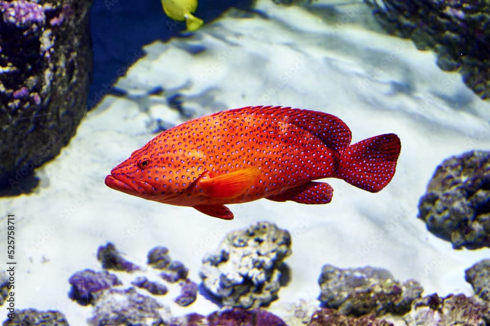 The red grouper, or American black or red merow Epinephelus morio is a species of ray-finned fish from the rock bass family Serranidae