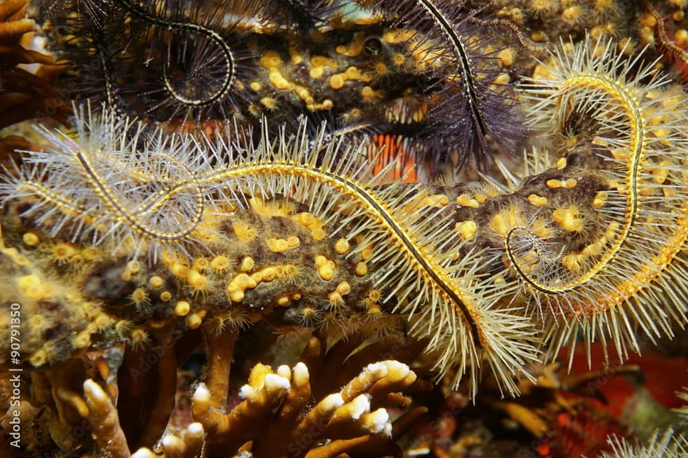 Sponge brittle star tentacles with golden zoanthid