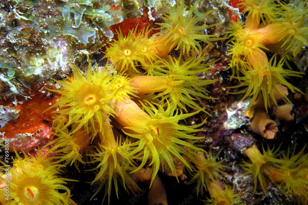 Golden Zoanthid colony