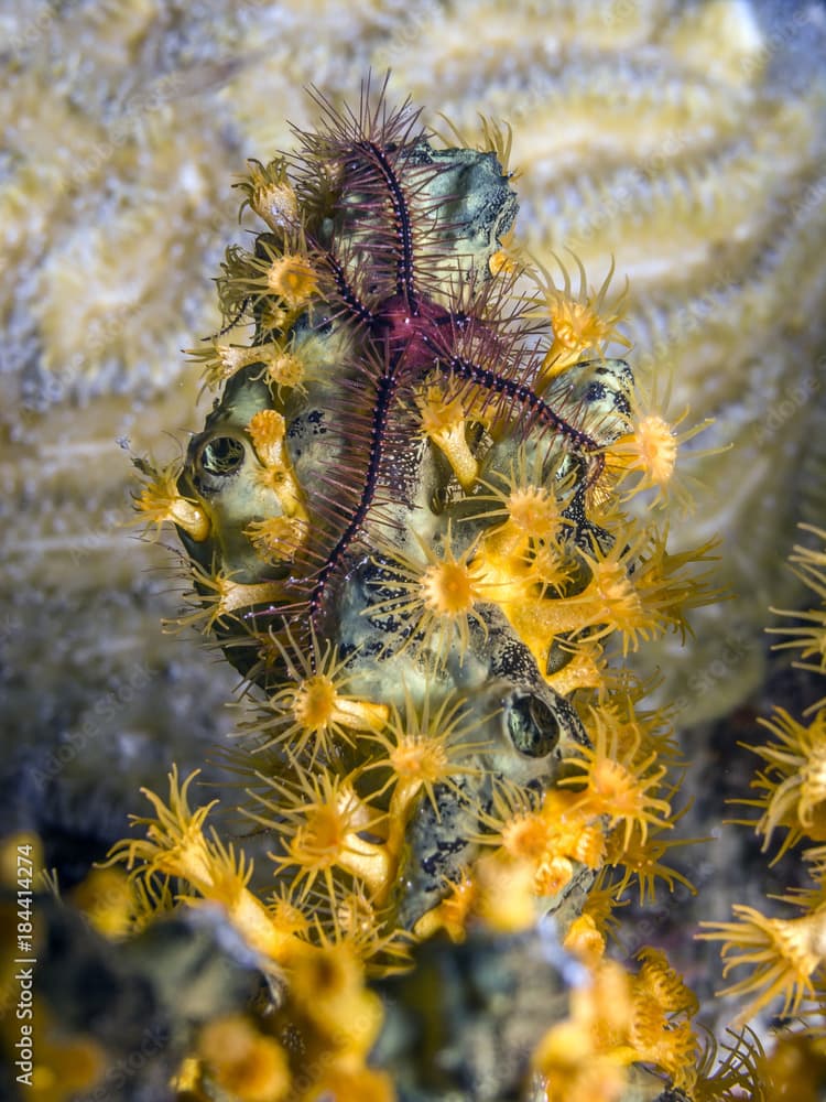 Brittle stars,ophiuroids underwater at night