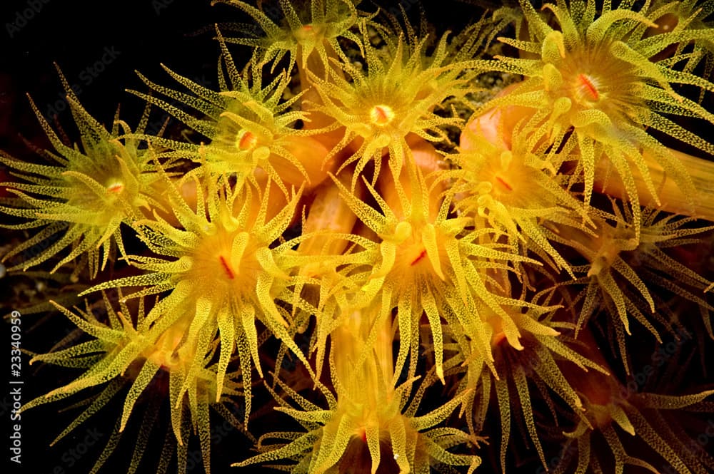 a vivid golden zoanthid colony