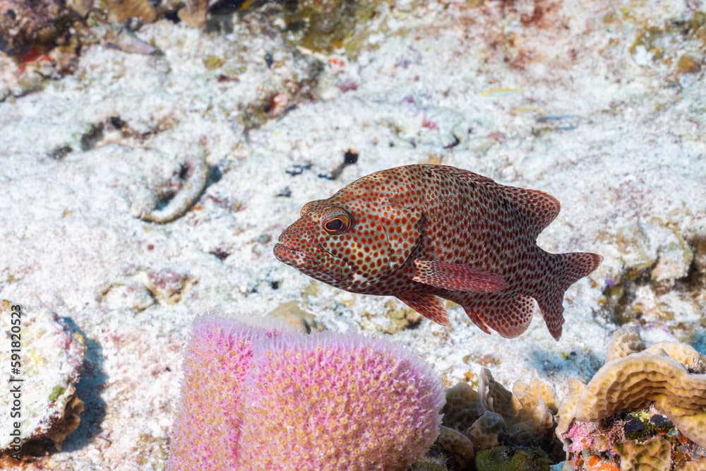 Graysby in a beautiful reef 