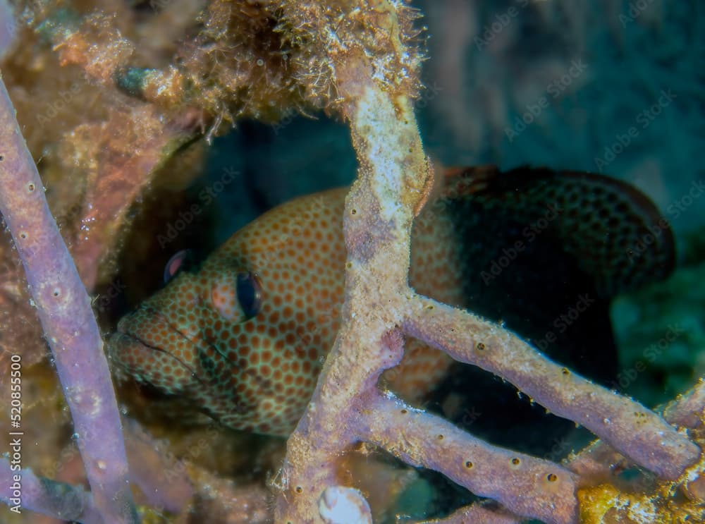 A Graysby (Cephalopholis cruentata) in Cozumel, Mexico