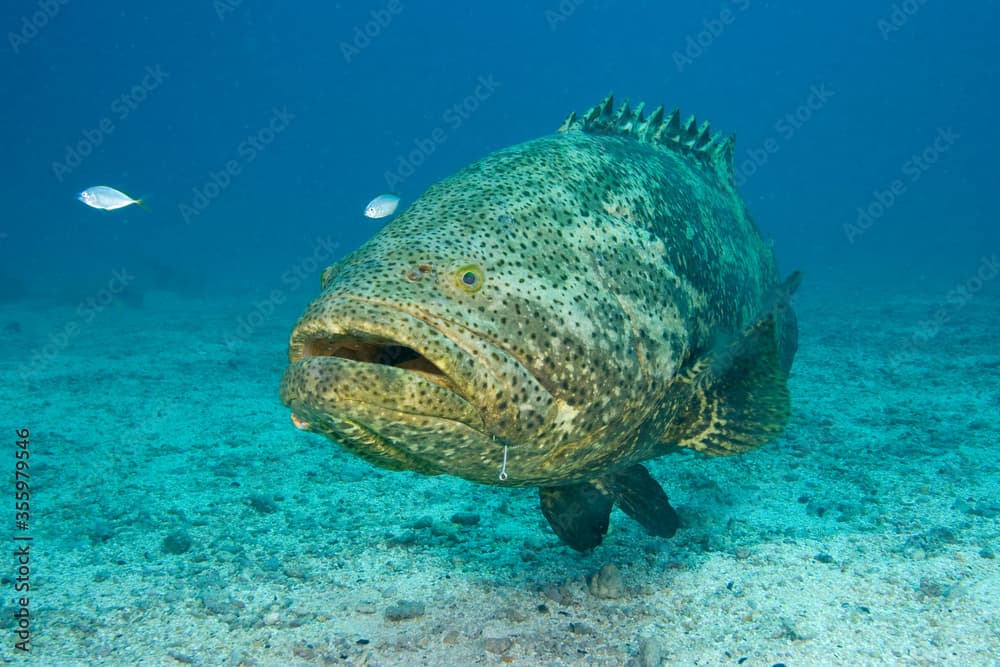 A large Goliath Grouper, Epinephelus itajara, an endangered species underwater off the Florida Keys