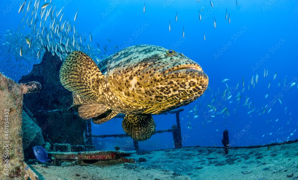 Goliath Grouper on a shipwreck