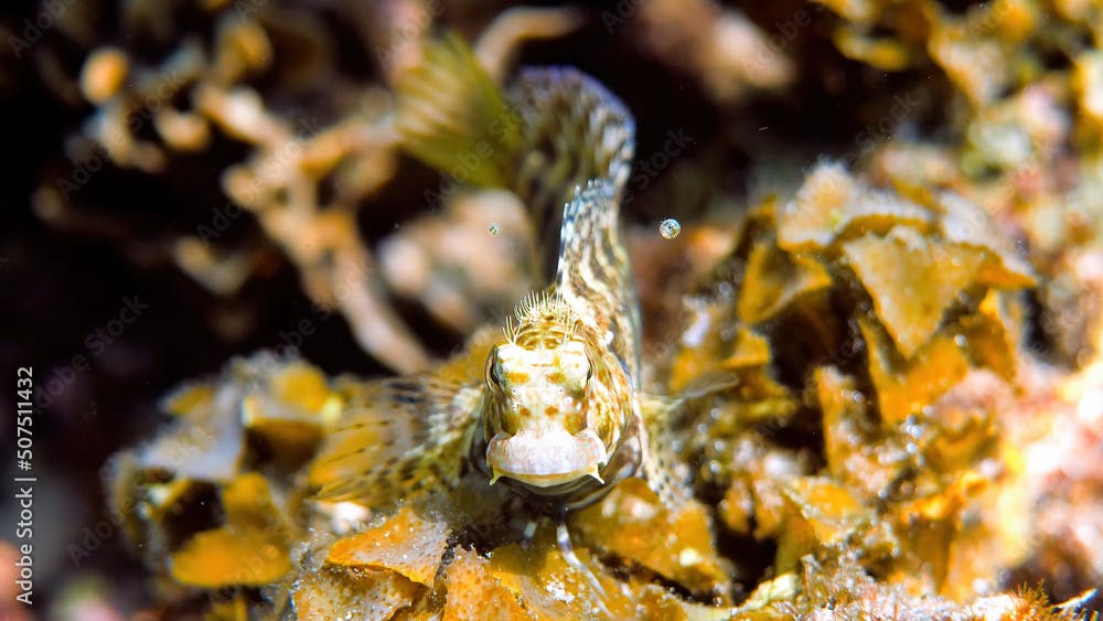 Underwater photo of Fine-spotted blenny or Salarias guttatus hiding among coral reefs in Andaman Sea. Tropical sea fish on snorkeling or dive on island. Marine life of Thailand