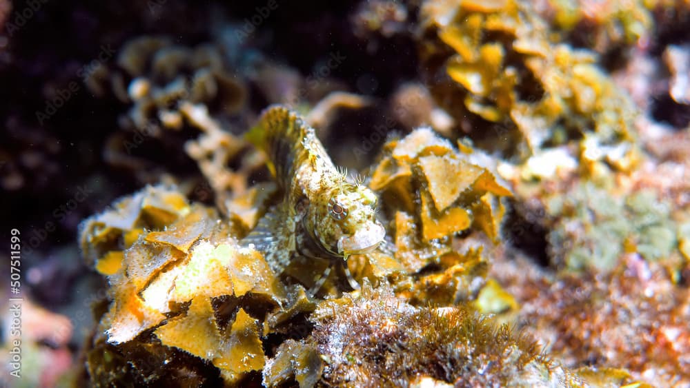 Underwater photo of Fine-spotted blenny or Salarias guttatus hiding among coral reefs in Andaman Sea. Tropical sea fish on snorkeling or dive on island. Marine life of Thailand