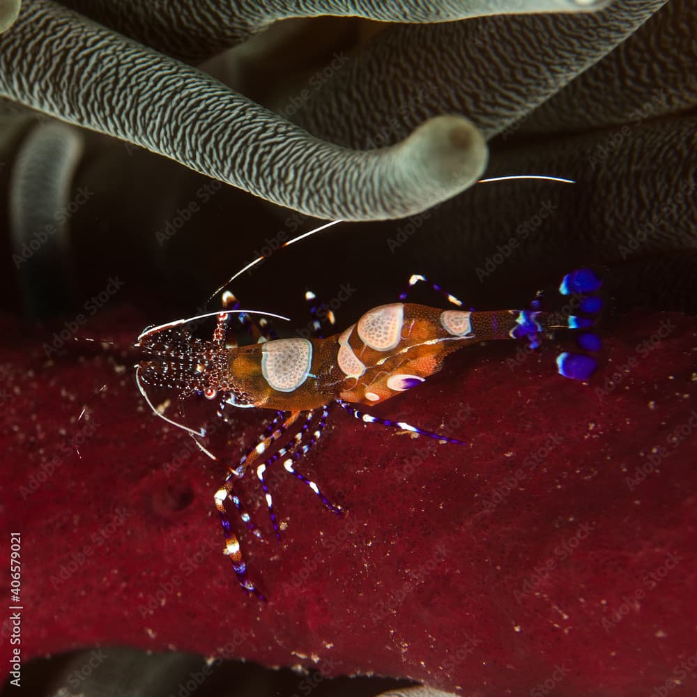 Shrimp on a red rope sponge