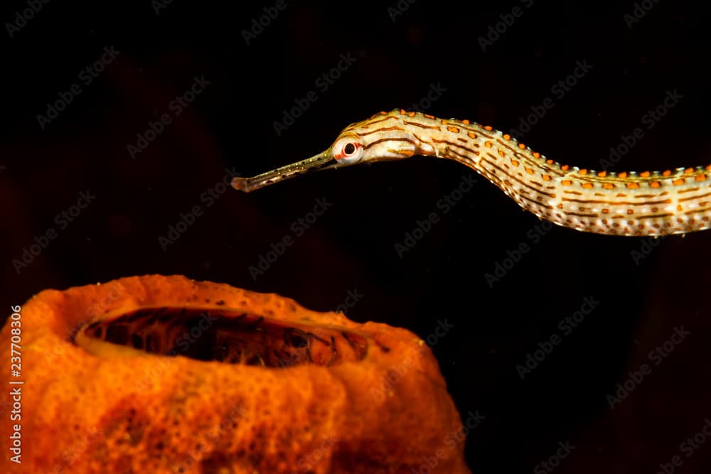 Schultzs Pipefish (Corythoichthys schultzi) Lembeh Strait, Indonesia