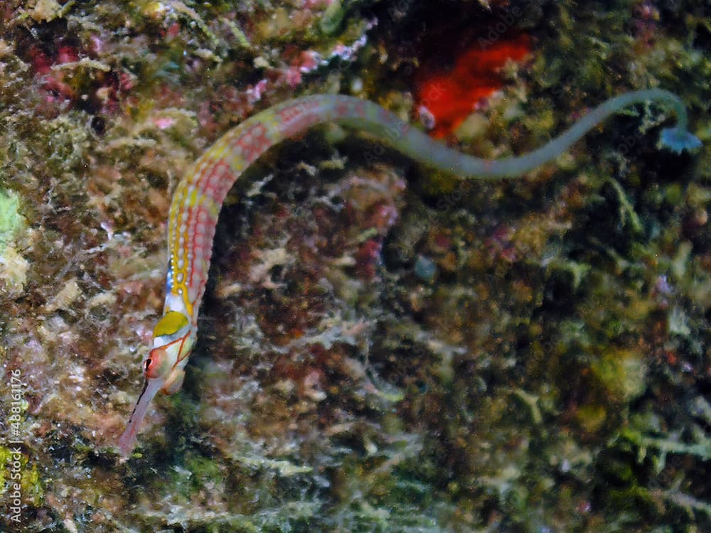 Schultz's Pipefish (Corythoichthys schultzi) in the Red Sea, Egypt